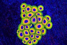 Great Owl Zoa