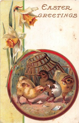 Daffodils by Scene of Hatching Chicks on 1909 Easter Postcard - No. 2084