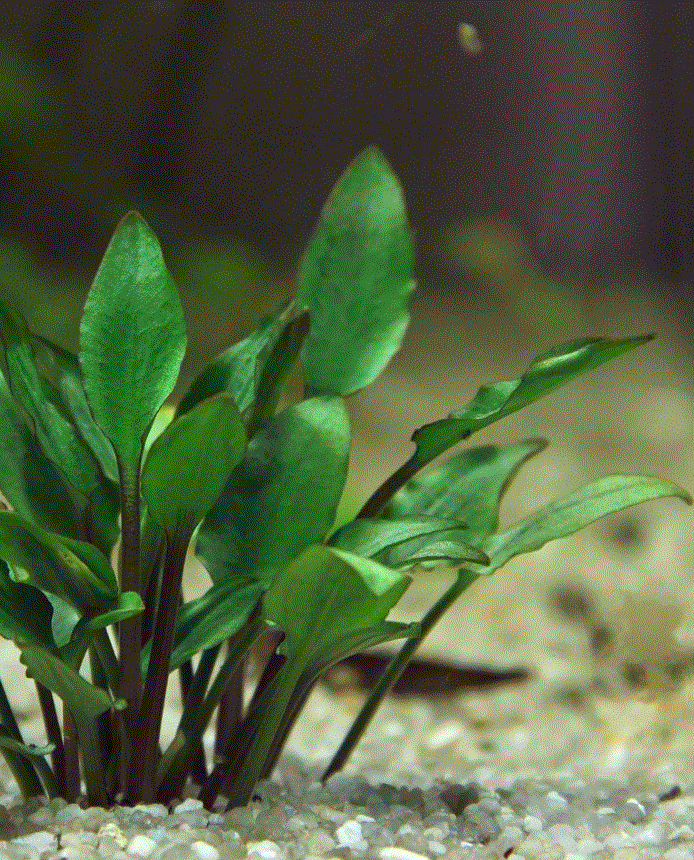 Cryptocoryne Lutea Tissue Culture Crypt Freshwater Live Aquarium Plant ... - S L1600