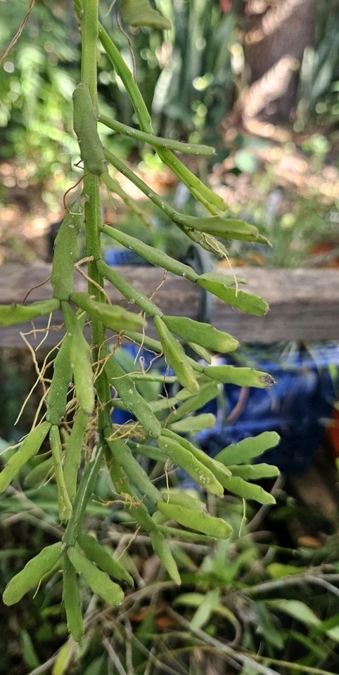 Rhipsalis sulcata-five cuttings/4 inches each-Yellow/White Flowers/Branching - Image 4 of 4