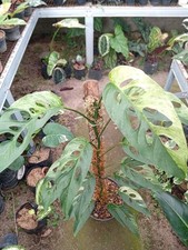 Real Picture Monstera Laniata Variegated Lush Leaves Rare Plant
