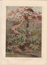 1859 Antique Chromolithograph Print of Birds Entitled - November And December.