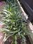thumbnail 7  - AGAVE TEQUILANA AZUL WEBER BLUE AGAVE SEEDS 20 FOR $50 VERY VIABLE 