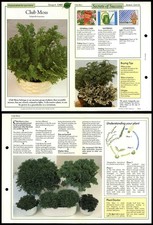 Club Moss #101 Unusual Success With House Plants 1990 Fold-Out