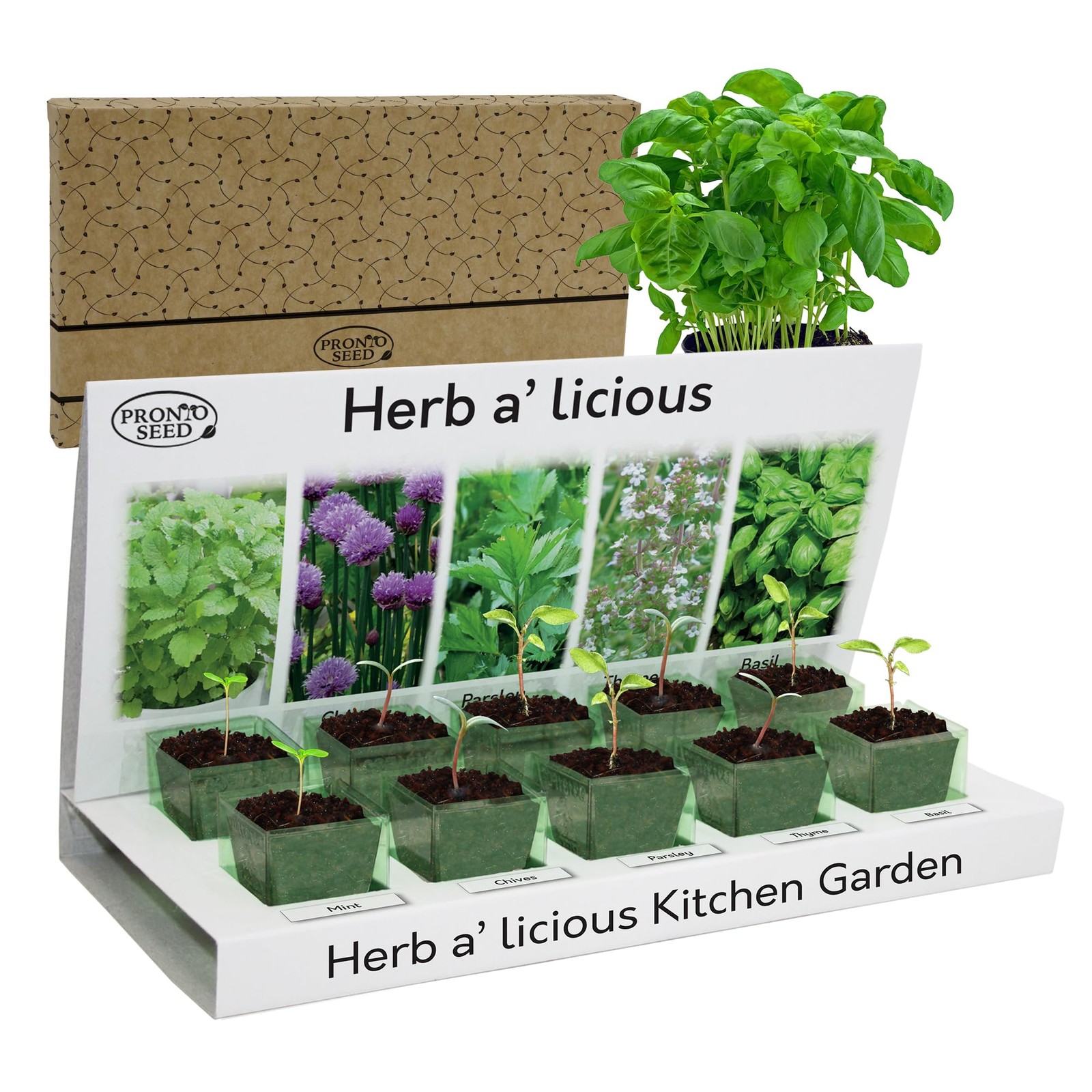 Pronto Seed Grow Your Own Herbs Kit with 5 Seeds Varieties - Indoor Mauve