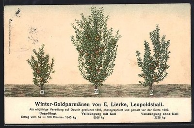 AK Reklame Kali, Winter-Goldparmänen im gedüngten und ungedüngtem Zustand 1910 