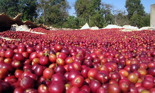 JAMAIKANISCHBLAU BERG KAFFEEBOHNEN PEABERRY DUNKEL GERÖSTET 2 PFUND - Bild 5 von 13