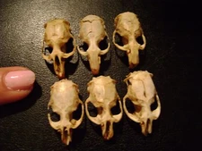 6 REAL MOUSE SKULLS for steampunk jewelry or magic wands TAXIDERMY LOT bones