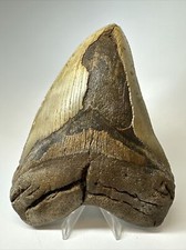 Megalodon Shark Tooth 6.16 inch - Huge - Natural Fossil - Authentic - Rare 17215