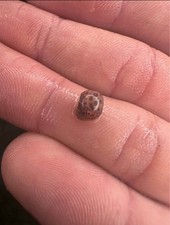 20 Leopard Ramshorn Snails