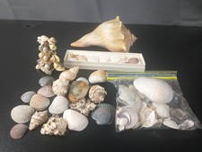 Assorted Sea Shells