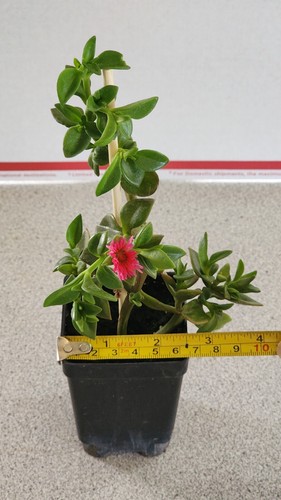 Sun Rose "Red Apple" Plant In Soil - 6 to 8 Inches Long - Picture 6 of 6