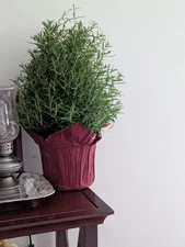 Rosemary Tree, Edible Pre-Bonsai , Live Potted Rosemary Tree, 16 " Tall,6" Pot