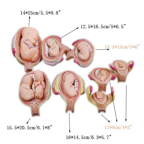 8 PCS Human Anatomical Embryonic Development Pregnancy Embryo Development - Picture 3 of 9