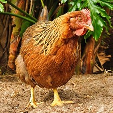 9 HATCHING Easter Eggers, Olive Eggers and other SURPRISE eggs .