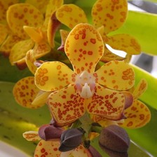 Vandopsis gigantea, rarely available