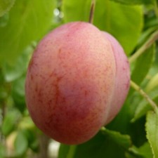Königin Viktoria aromatische Pflaume Pflaumenbaum Buschbaum Halbstamm Hochstamm