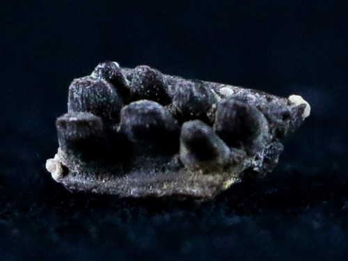 0.3" Captorhinus Aguti Jaw Section Teeth Fossil Permian Age Reptile Oklahoma COA - Picture 4 of 10
