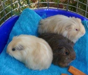 Long Haired Guinea Pigs In Adelaide Region Sa Pets Gumtree