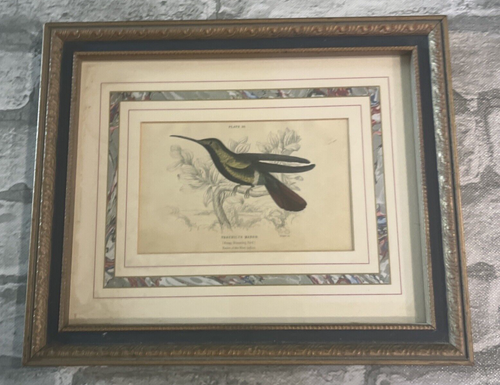 Antique Hummingbird Framed Print  20 Mango Humming Bird - Picture 1 of 10