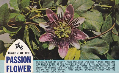 The Legend of the Passion Flower --POSTCARD