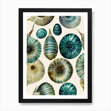 Sea Snails Vintage Graphic Watercol Framed Wall Art Poster Canvas Print Picture