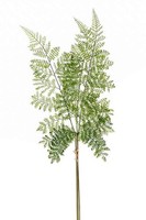 Artplants Kunstzweig Schildfarn Zweig Halima, GrüN, 60Cm