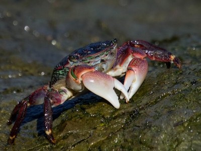 Live saltwater Crab (Striped Shore Crab Pachygrapsus crassipes) PACK OF 3