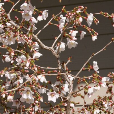 Prunus incisa 'Kojo-no-mai' in 9cm pot great for bonsai | eBay UK