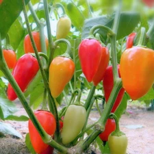 Santa Fe Grande Hot Pepper Seeds, Guero, NON-GMO, Variety Sizes, FREE SHIPPING