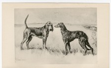 DEERHOUND & BLOODHOUND RARE 1897 ANTIQUE DOG ART PRINT Artist ARTHUR WARDLE