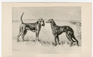 DEERHOUND & BLOODHOUND RARE 1897 ANTIQUE DOG ART PRINT Artist ARTHUR WARDLE