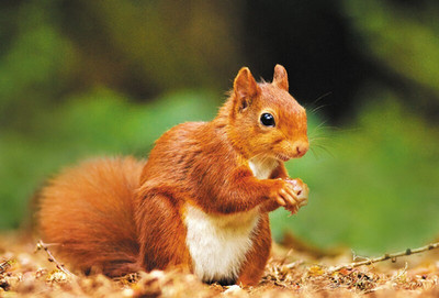 Wildlife * Zoo Postkarte * Eichhörnchen * Squirrel  Postcard   # 4