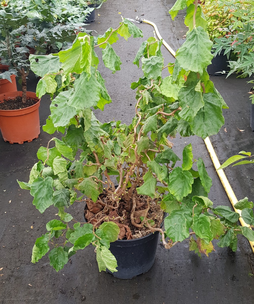 Noisetier tortueux nain Corylus avellana Medusa JWW9 en conteneur de 7L