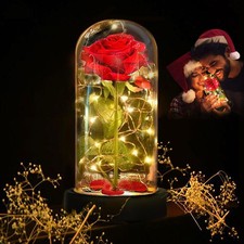 Enchanted Red Silk Rose,Beauty and the Beast Rose with Fallen Petals in A Lig...