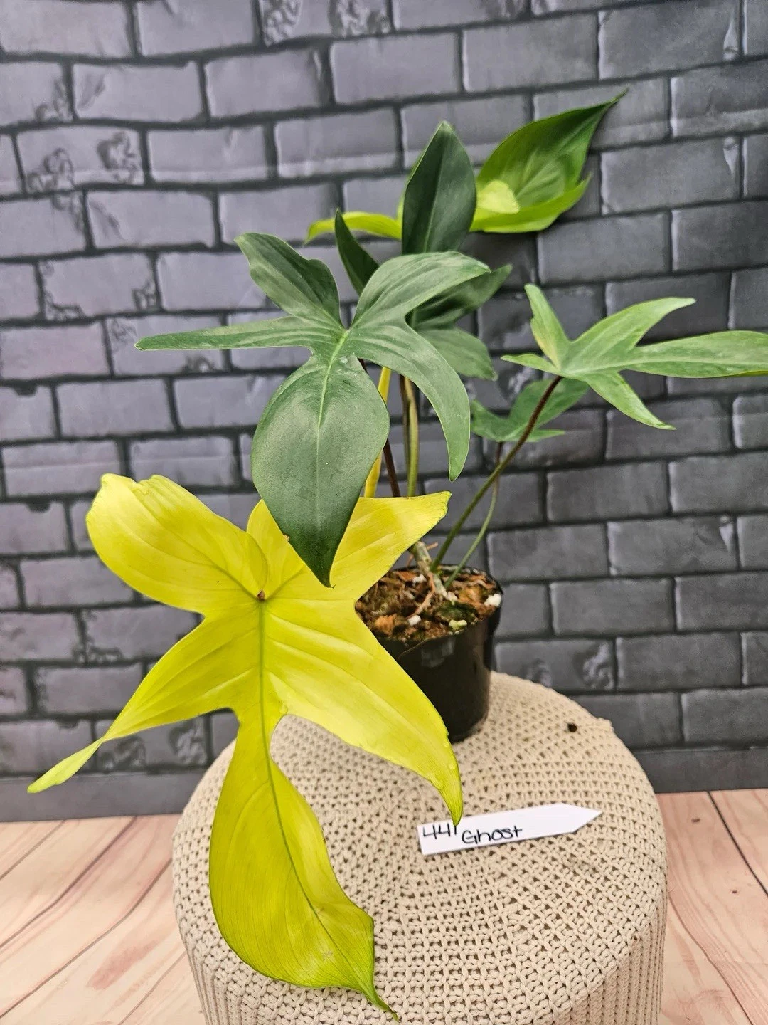 PHILODENDRON FLORIDA GHOST