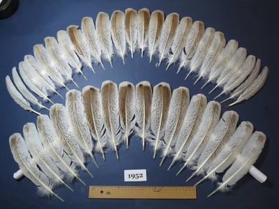 40 Stück natürliche Truthahn Flügelfedern, Fliegenbindematerial, lange Federn. (1952)