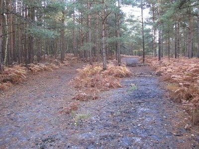 Photo A3 Path through the woods Pirbright Makeshift equestrian jumps hav c2010