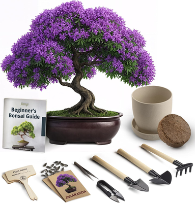 Bonsai Starter Kit - Jacaranda Tree | Complete Indoor Growing Tools &  Planter | eBay