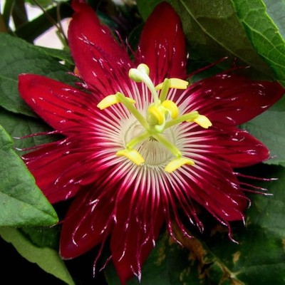 Burgundy Passion Flower Live Plant 4-8'' Passiflora Vine Trailing Flowering
