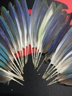 parakeet feathers (macaw) — photo 2