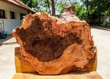 Rare Exotic BURL Live Edge Natural Slab DIY Epoxy Resin Table Top Hard Wood