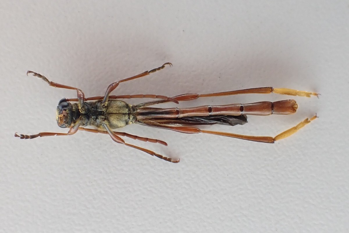 j38382. Insects, Cerambycidae, Necydalis sp. Vietnam North | eBay