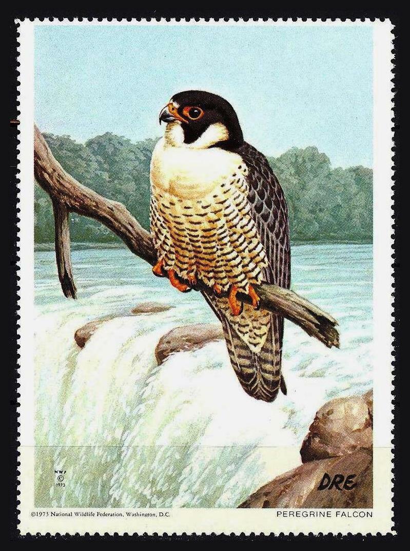 Peregrine Falcon  National Wildlife Federation