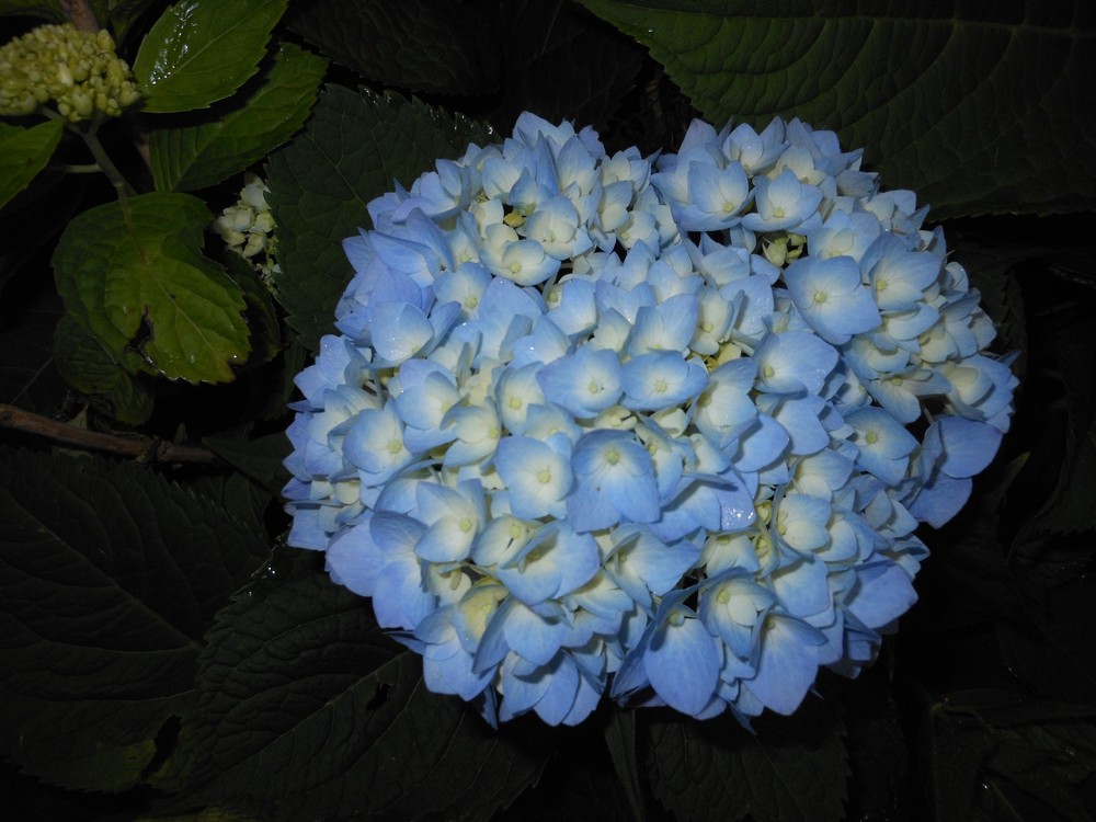 Nikko Blue Hydrangea Bush for Vibrant Garden Blooms