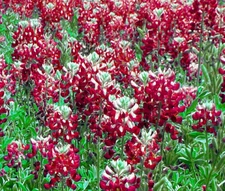 MAROON RED TEXAS BLUEBONNET Lupinus Texensis - 125 Bulk Seeds