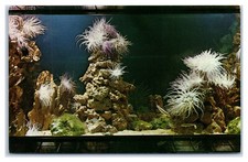 Beautiful Flower Like Sea Anemones at Seaquarium Miami Florida Postcard