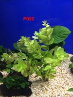 Bacopa Amplexicaulis - Potted Plant P022 Bacopa Amplexicaulis - Potted Plant P022