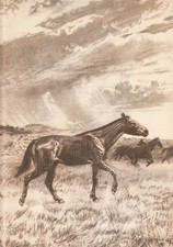 Prehistoric NEBRASKA Horse: MERYCHIPPUS Sepia Print Z Burian 1963 VF 9x13"