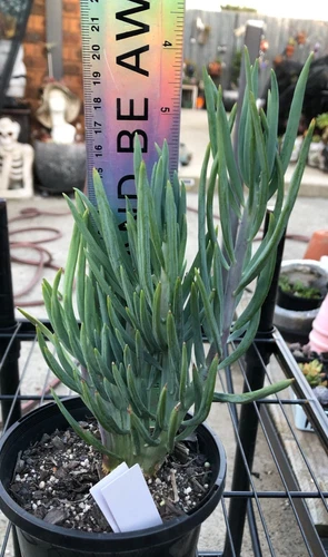 2. Senecio Nola's Pride  crested - succulent, cacti - Picture 2 of 2